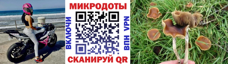 OMG ONION  Серпухов  Псилоцибиновые грибы мицелий 